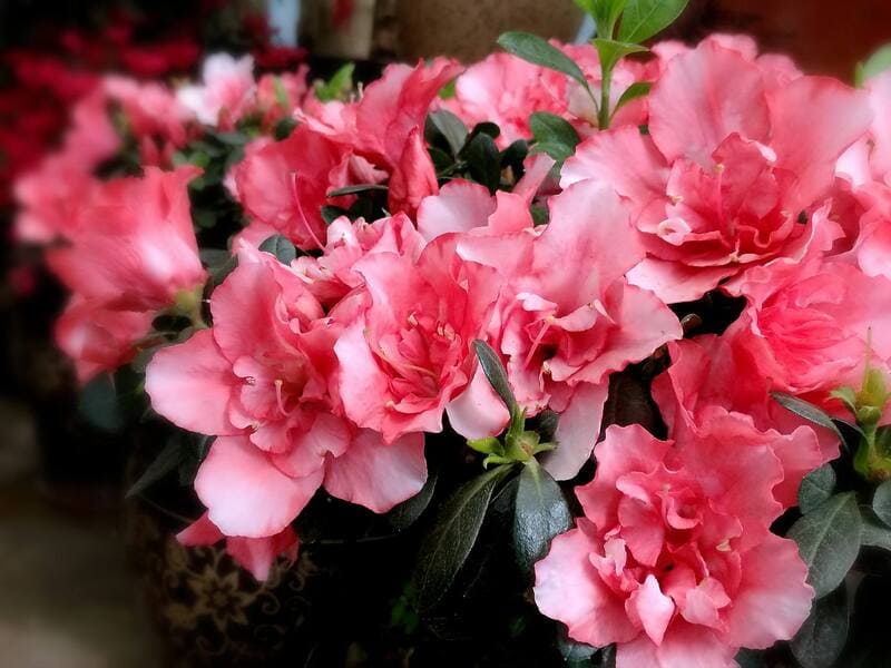 rhododendron simsii ou azalée du fleuriste