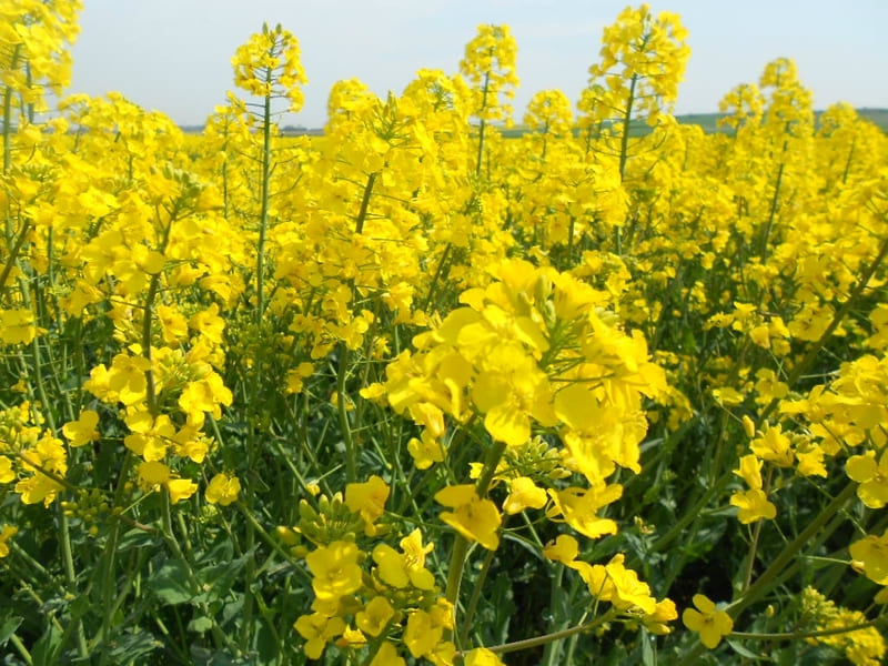 Liste des mauvaises herbes les plus courantes avec photos pour les