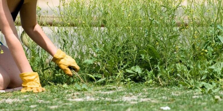 Liste des mauvaises herbes les plus courantes avec photos pour les