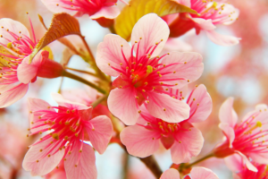 Prunus-serrula.png