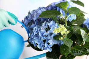  Hortensia bleu